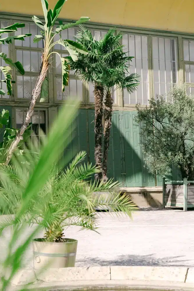 Palme im Holzkübel vor den grünen Fensterläden und Glasflächen der Orangerie im Schlosspark Eisenstadt