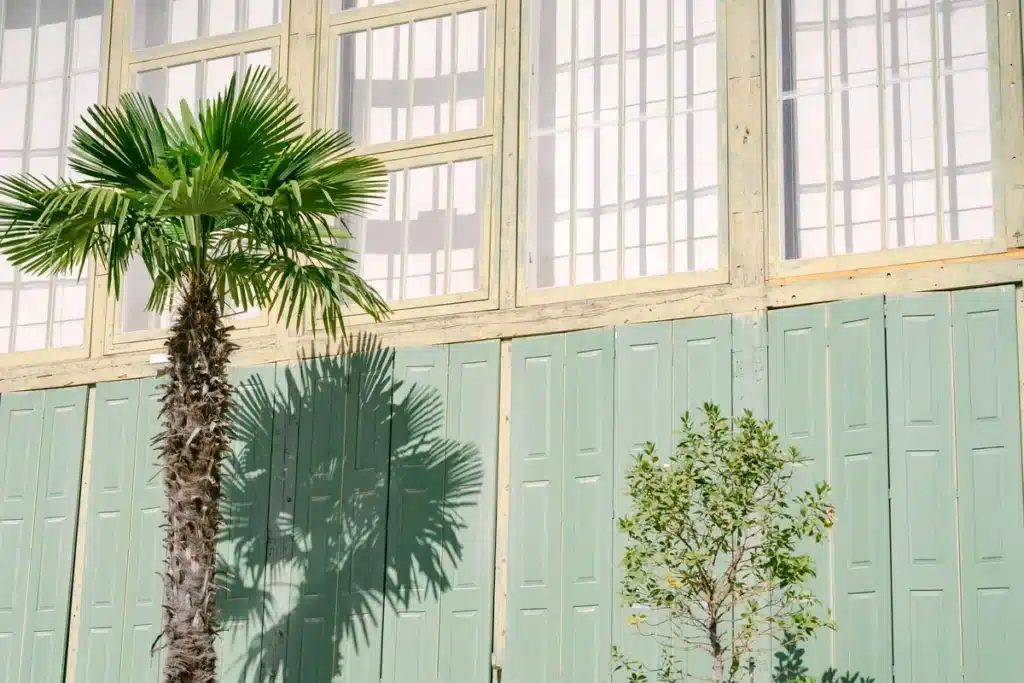 Palme im Kübel vor den grünen Fensterläden und der Glasfassade der Orangerie im Schlosspark Eisenstadt